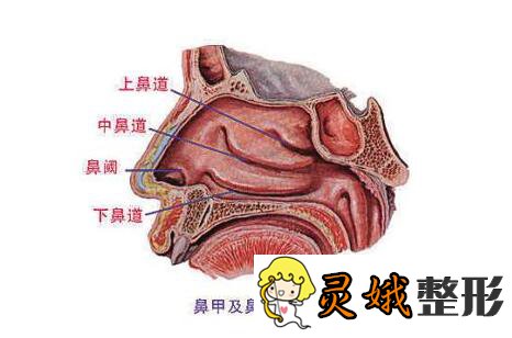 目前,空鼻征的发生多由鼻甲手术(鼻甲切除手术/鼻粘膜手术/鼻中隔矫正